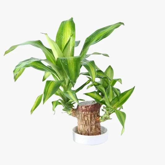 Green Lucky Brazil Wood Potted Plant (Pack of 2)